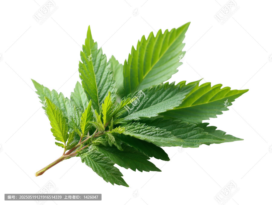 [免摳素材]新鮮綠葉特寫
