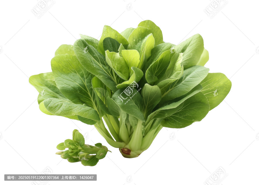 [免摳素材]新鮮包菜特寫圖片