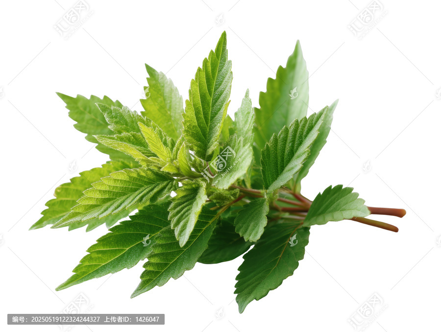 [免摳素材]新鮮綠葉特寫高清