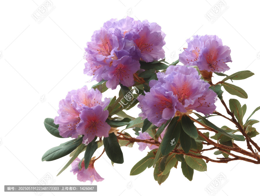 [免摳素材]春天美麗的紫花杜鵑