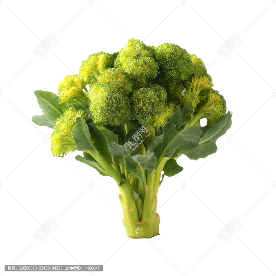 [免摳素材]新鮮西蘭花特寫(xiě)