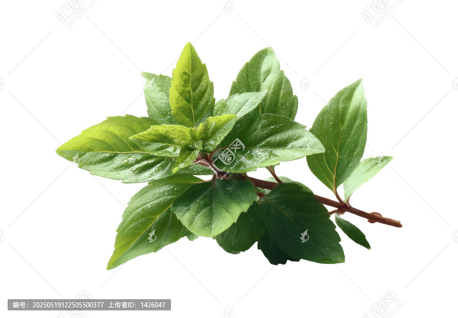 [免摳素材]新鮮薄荷葉子特寫