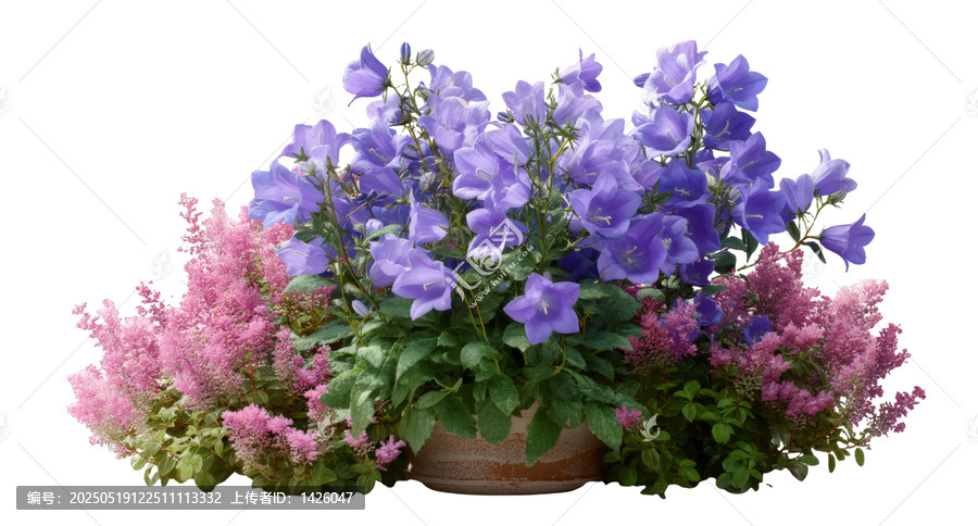 [免摳素材]花盆里五彩繽紛的花朵