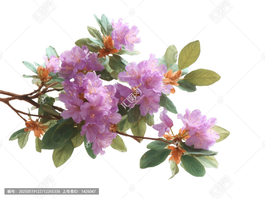 [免摳素材]美麗的粉紫色杜鵑花枝
