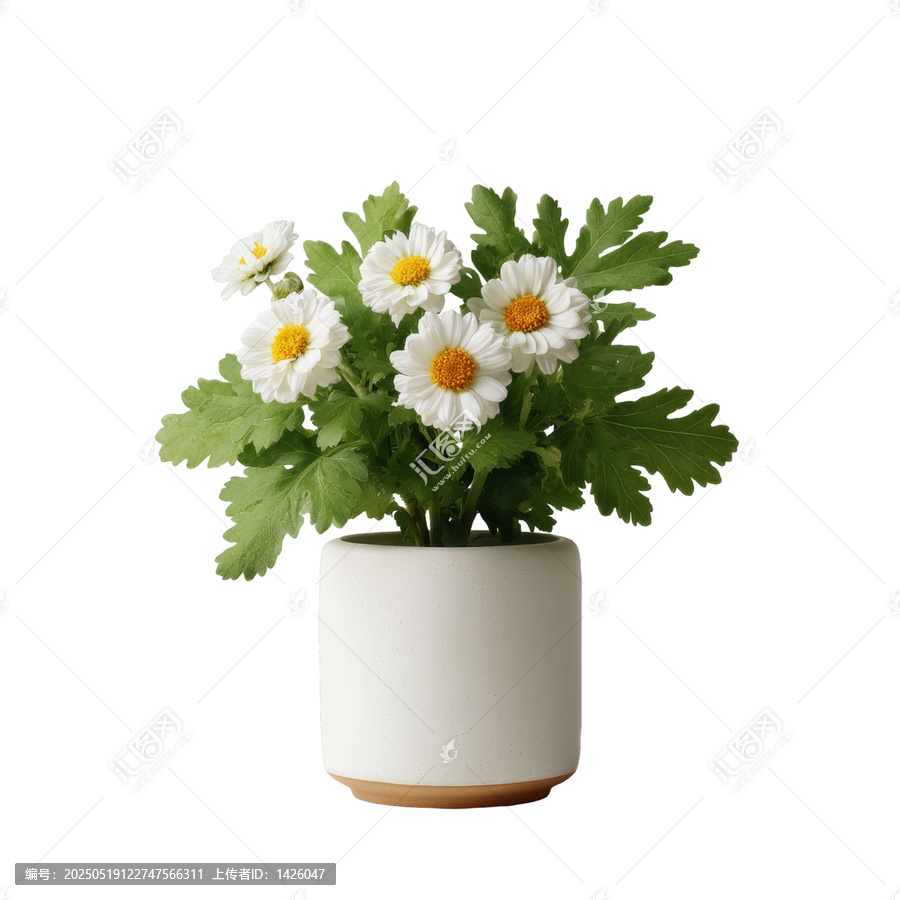[免摳素材]現(xiàn)代陶瓷花盆中的白色雛菊
