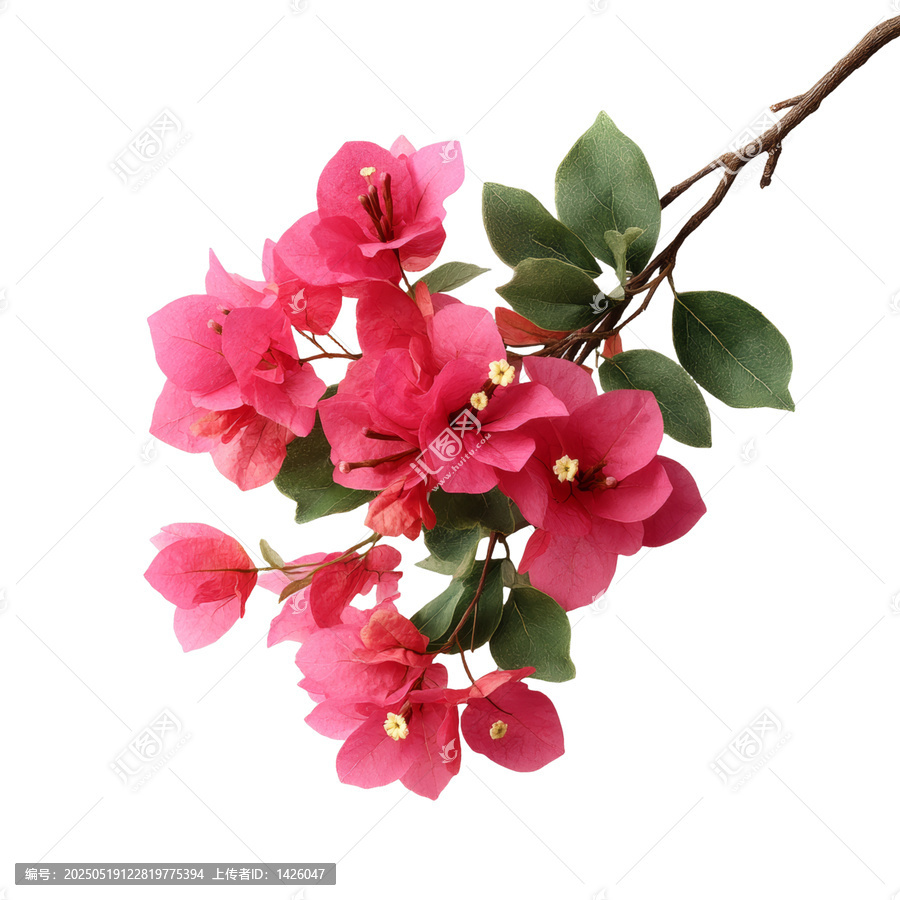 [免摳素材]美麗的粉紅色葉子花枝