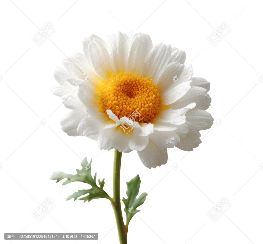 [免摳素材]一朵潔白美麗的雛菊特寫(xiě)