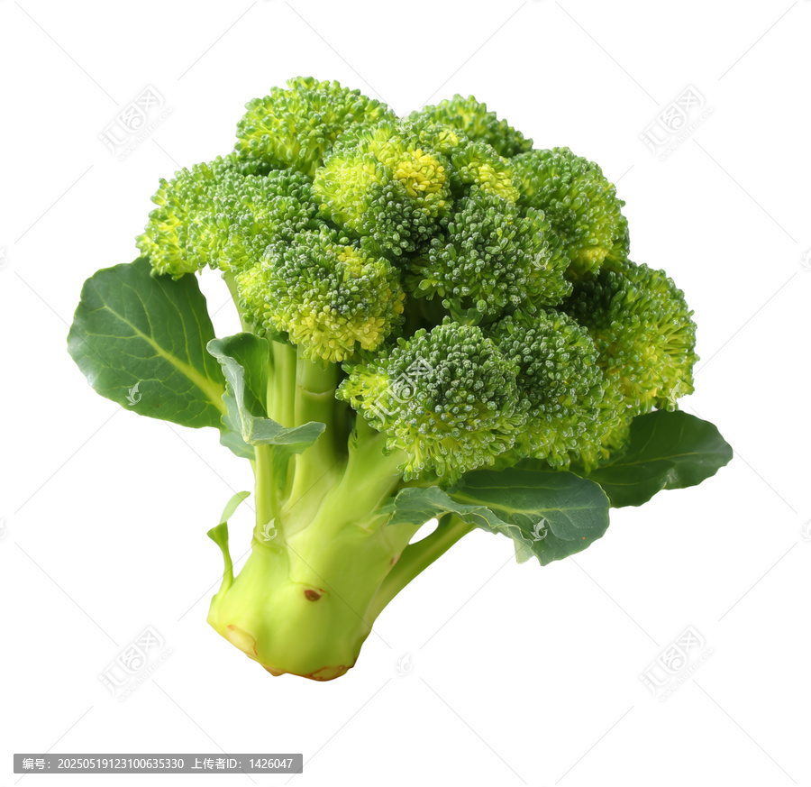 [免摳素材]新鮮西蘭花特寫圖片