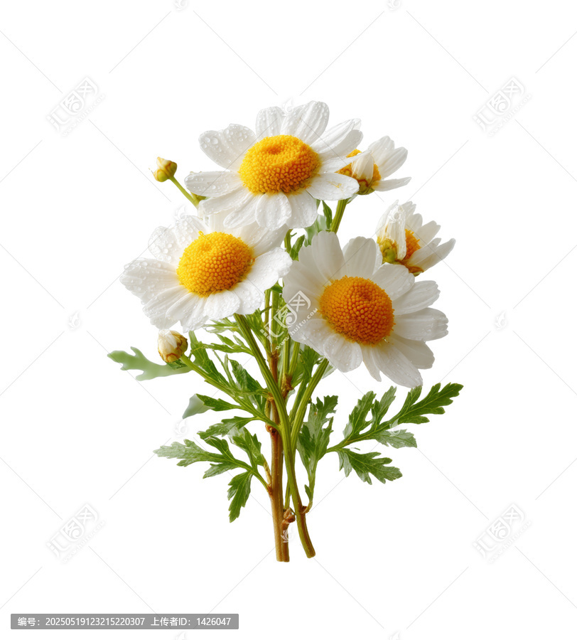 [免摳素材]一束潔白的小雛菊