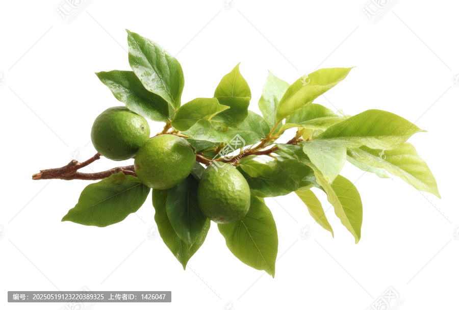 [免摳素材]新鮮青檸枝繁葉茂