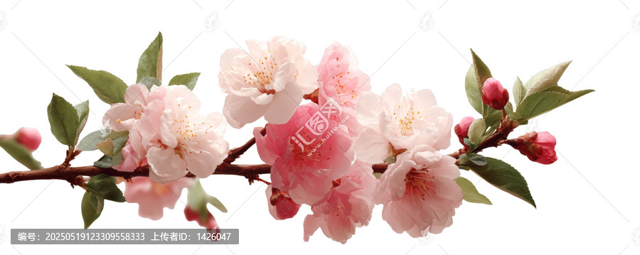[免摳素材]春天美麗的花枝