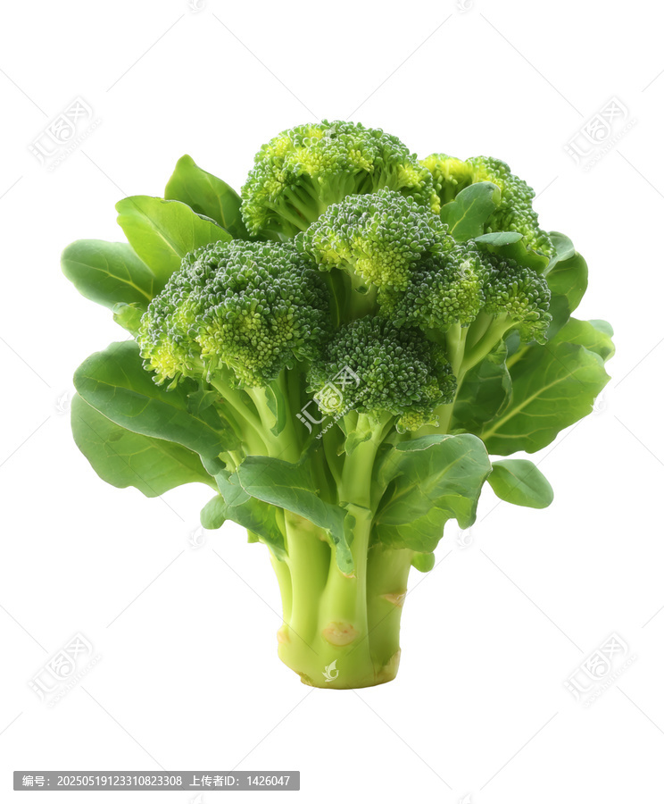 [免摳素材]新鮮西蘭花高清特寫