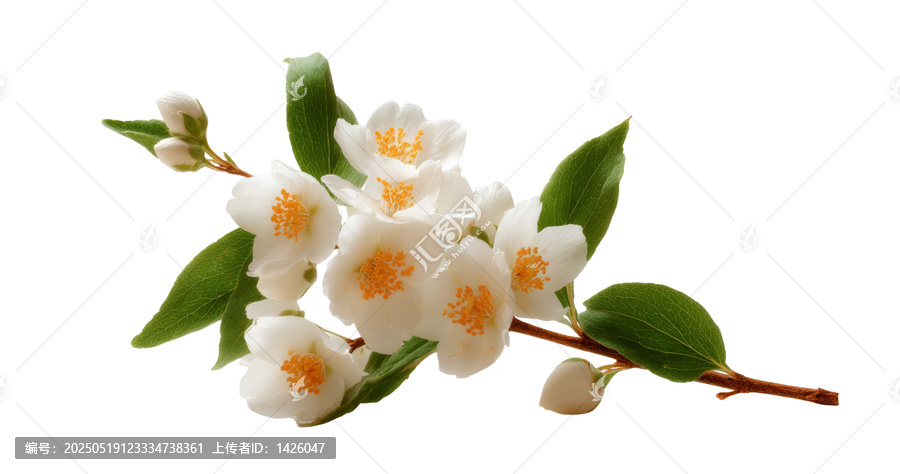 [免摳素材]白色背景上的茉莉花枝