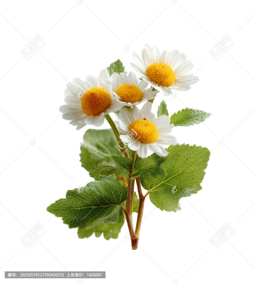 [免摳素材]一束白色雛菊和綠色葉子特寫