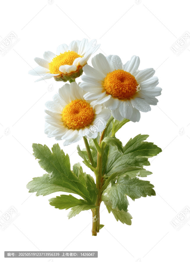 [免摳素材]清新淡雅的雛菊花束特寫