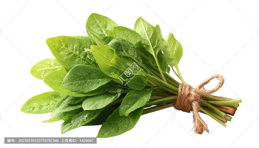 [免摳素材]新鮮菠菜束特寫
