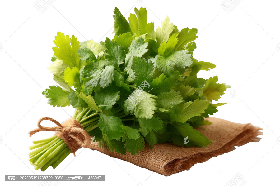 [免摳素材]新鮮芫荽束放在麻布上