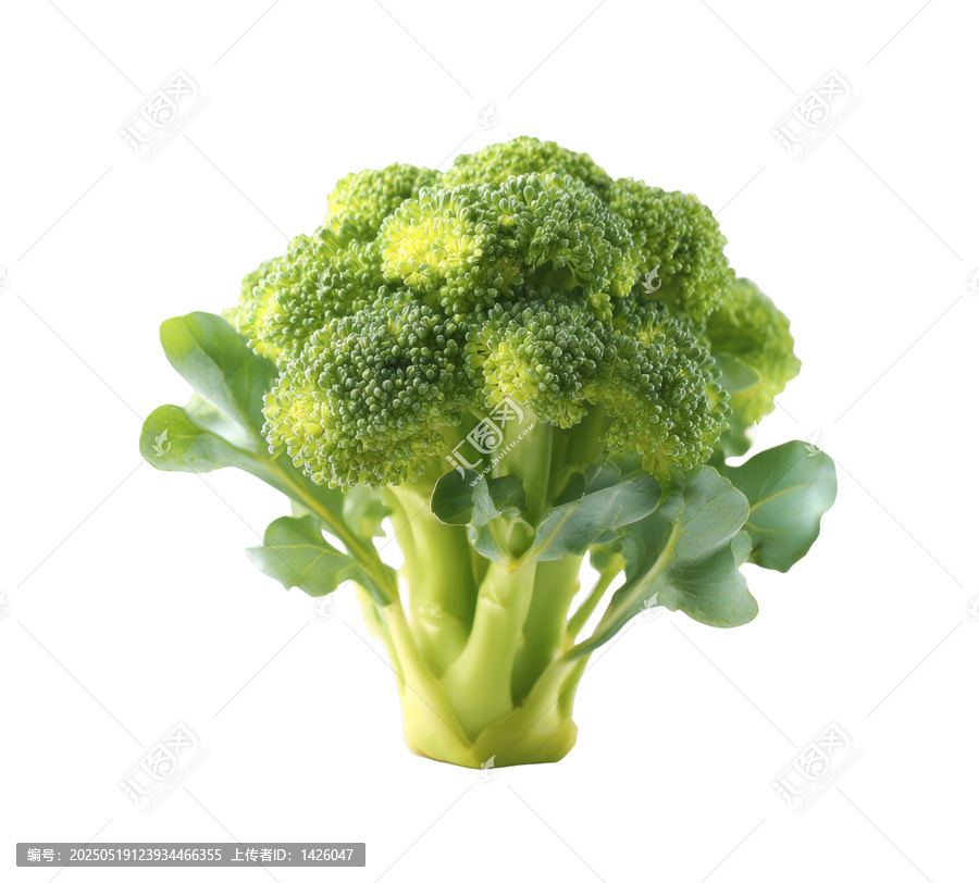 [免摳素材]新鮮西蘭花特寫(xiě)圖片