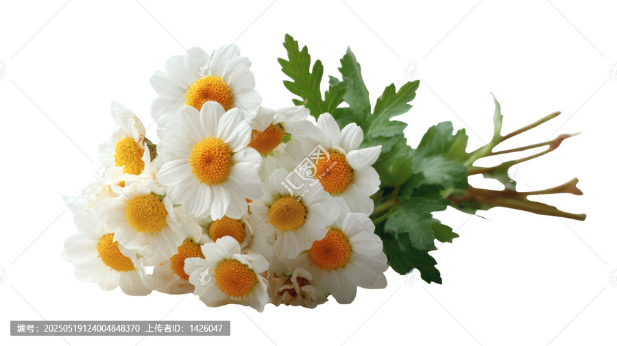 [免摳素材]白色背景上的雛菊花束