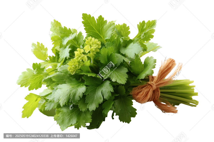 [免摳素材]新鮮歐芹束特寫圖片