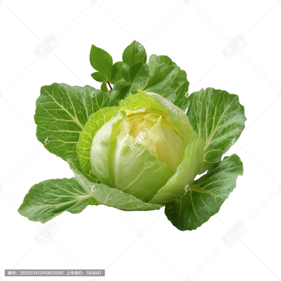 [免摳素材]新鮮綠色卷心菜特寫(xiě)