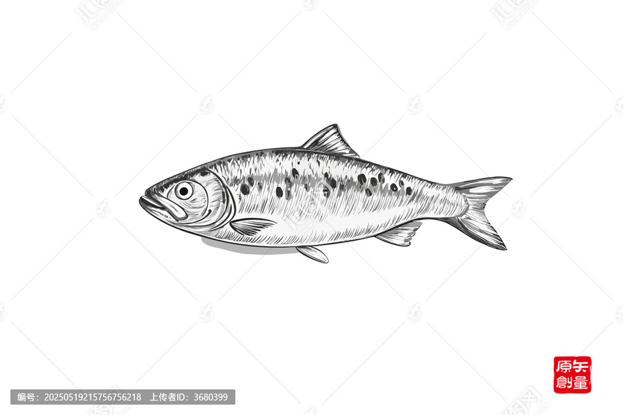 手繪風(fēng)格的鮭魚(yú)插畫(huà)