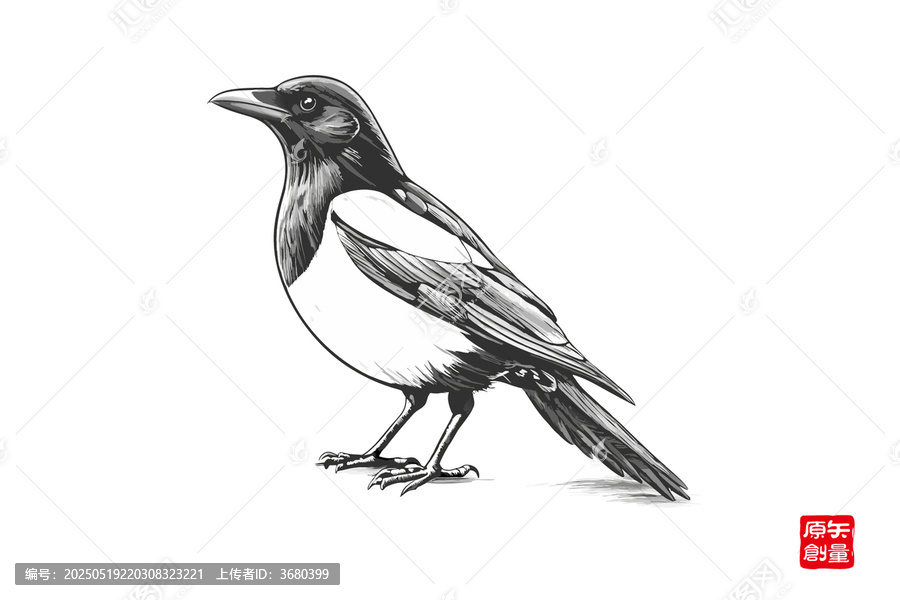 黑白手繪喜鵲單鳥圖