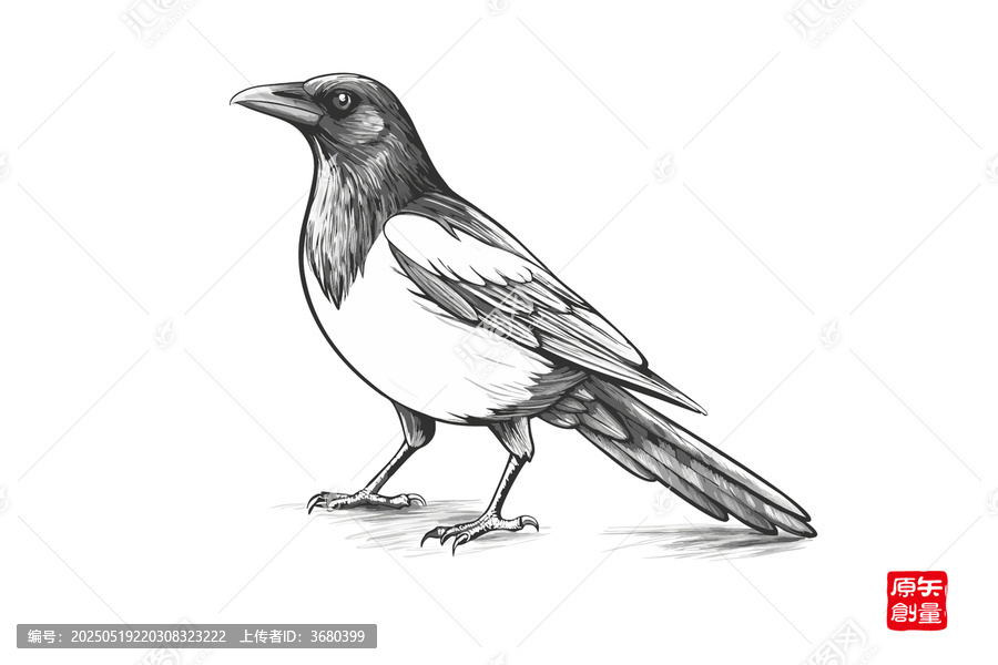 黑白素描站立的喜鵲
