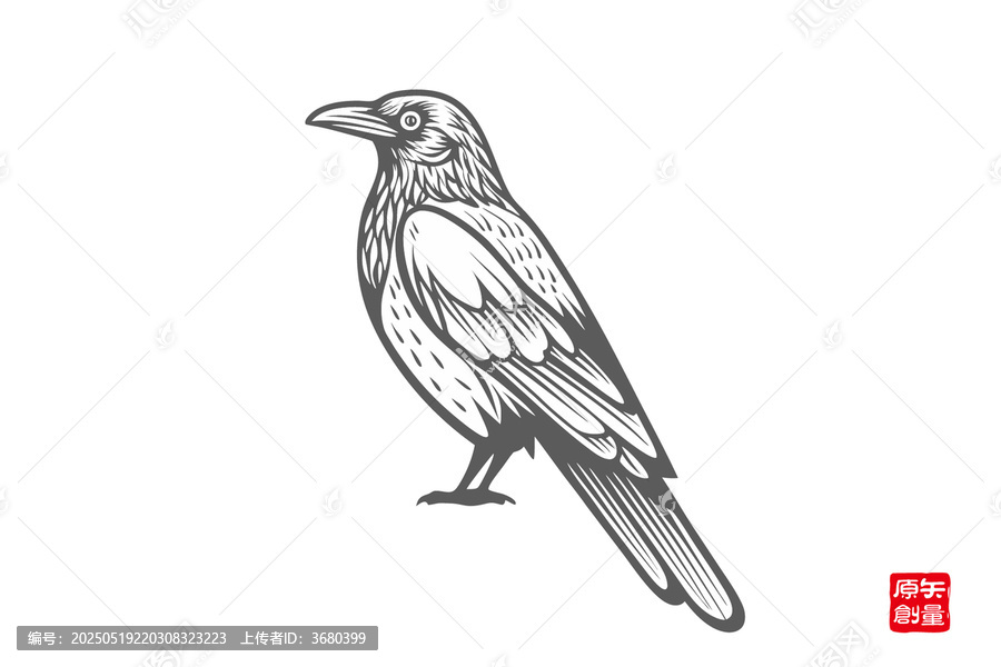 簡(jiǎn)約風(fēng)格站立烏鴉插畫