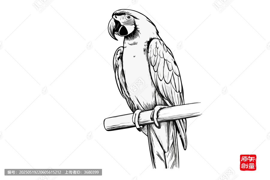 黑白手繪棲息鸚鵡圖