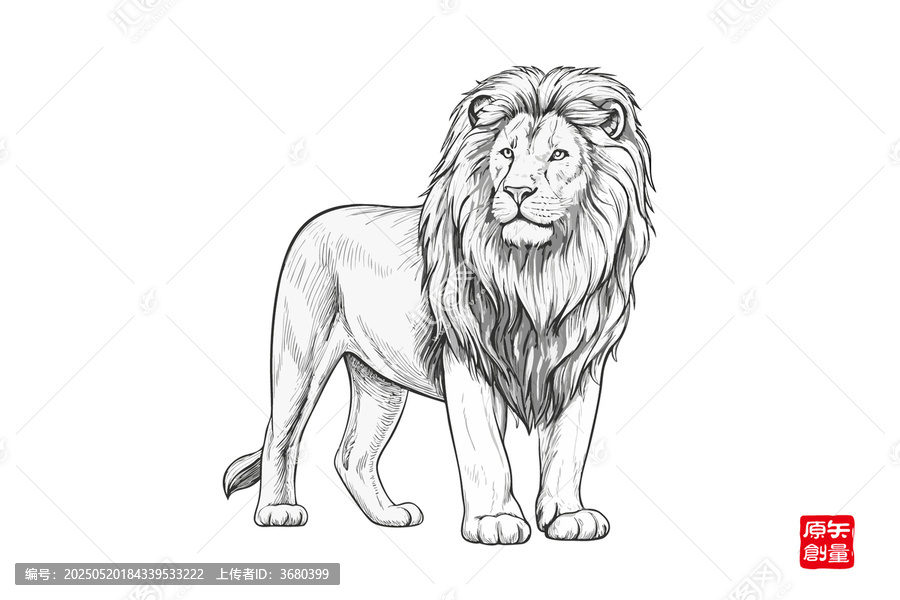手繪站立雄獅素描圖