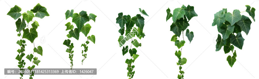 [免摳素材]白色背景下垂懸的常春藤植物