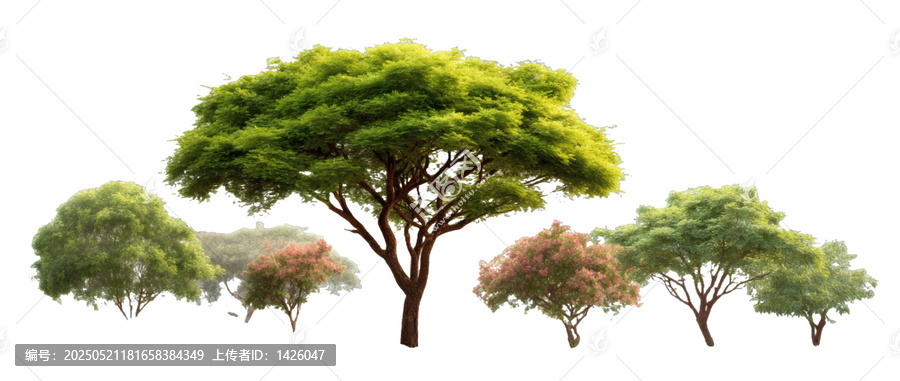 [免摳素材]白色背景下的一排綠樹