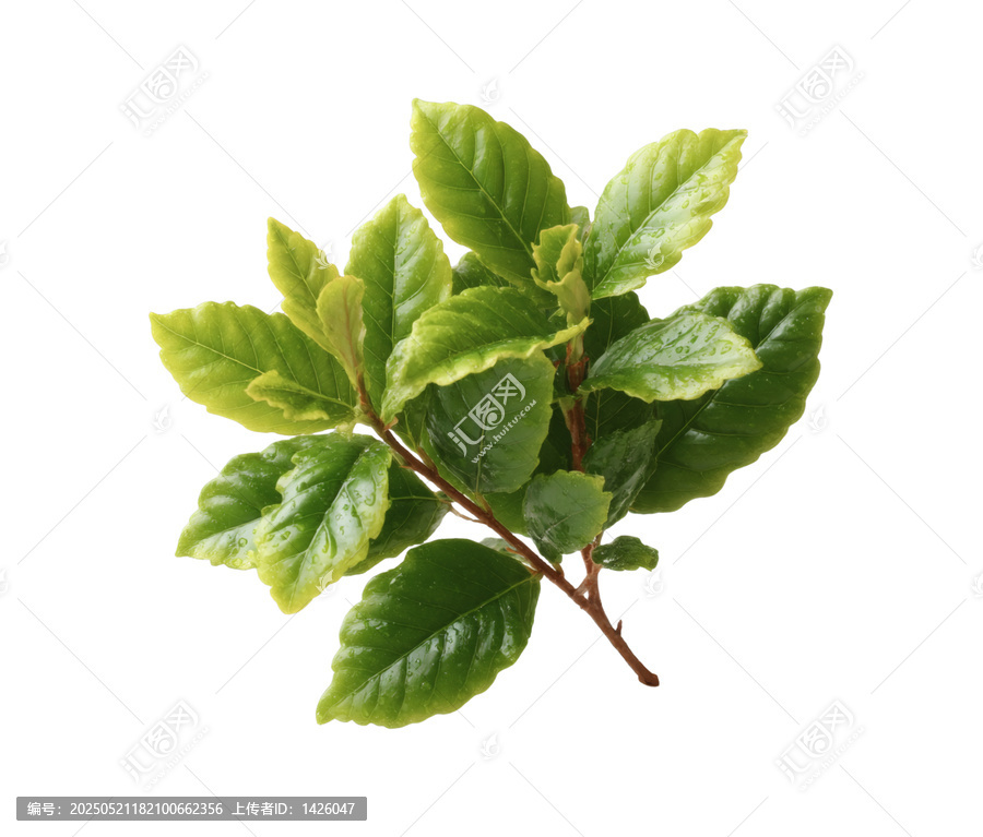 [免摳素材]新鮮綠葉枝條特寫(xiě)