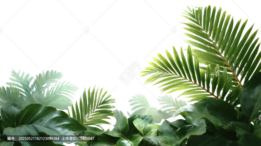[免摳素材]熱帶植物葉片背景圖