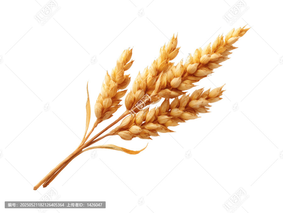 [免摳素材]金黃麥穗特寫(xiě)