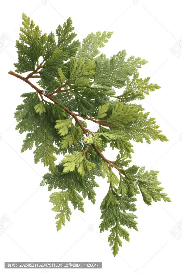 [免摳素材]一枝翠綠細(xì)葉樹枝特寫