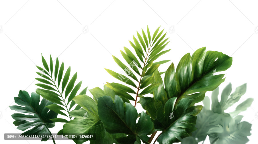 [免摳素材]熱帶綠色植物葉片背景圖
