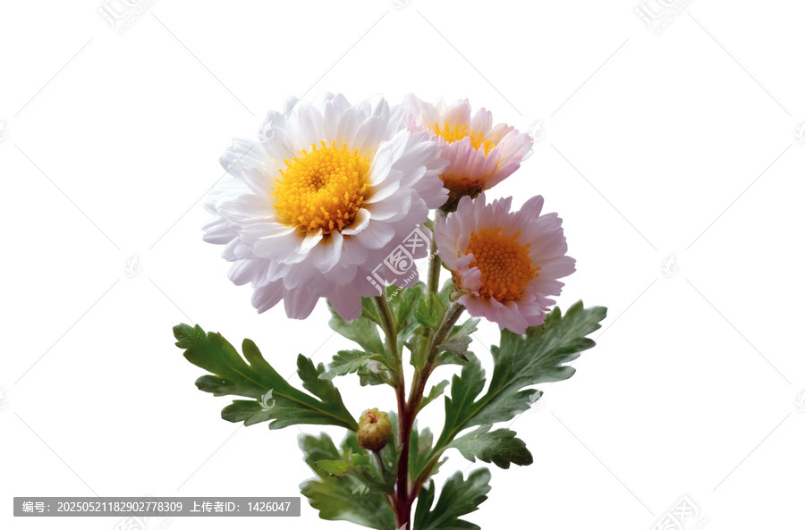 [免摳素材]清新淡雅的菊花花束
