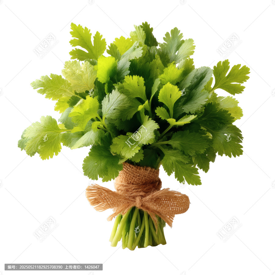 [免摳素材]新鮮芫荽束用麻布絲扎成蝴蝶結(jié)