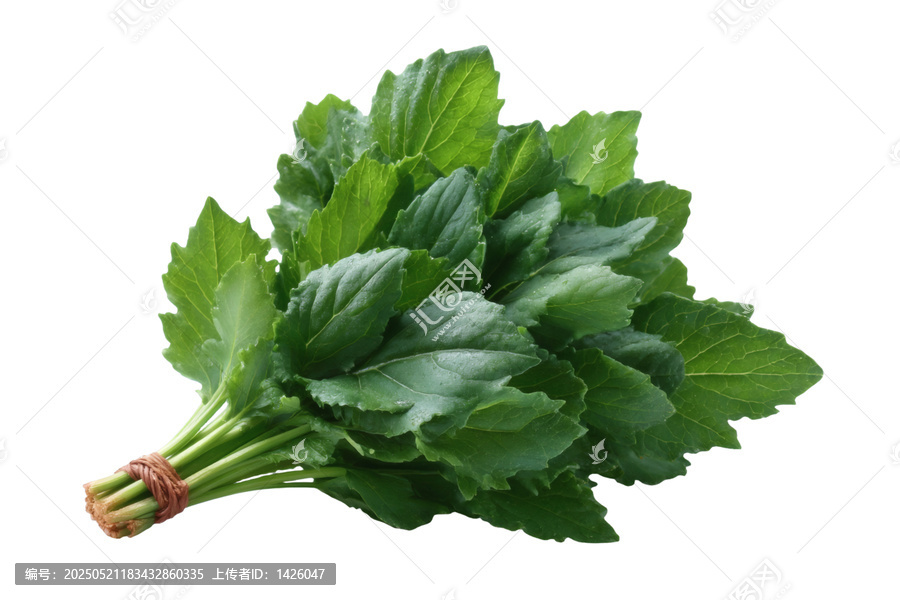 [免摳素材]新鮮綠色葉菜束