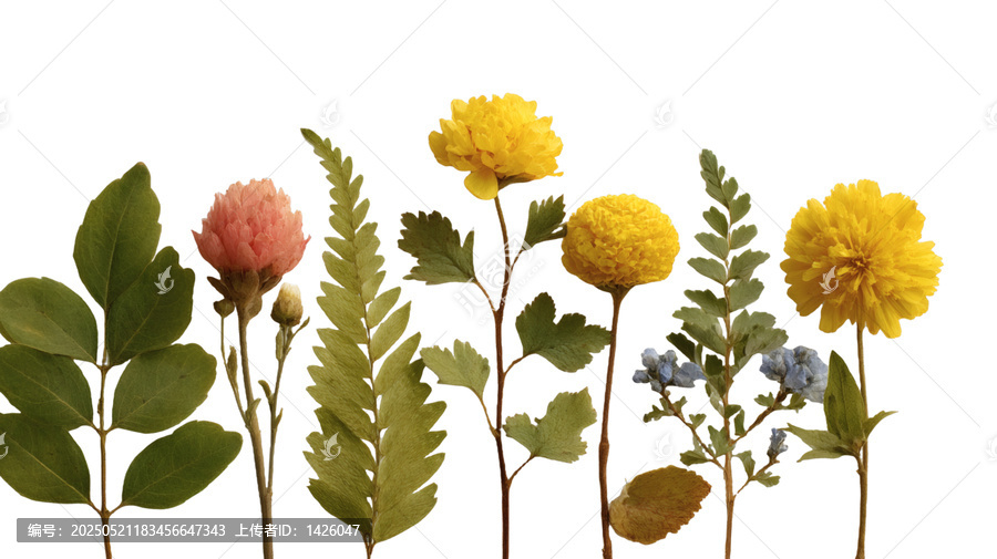 [免摳素材]白色背景上的干花和葉子組合