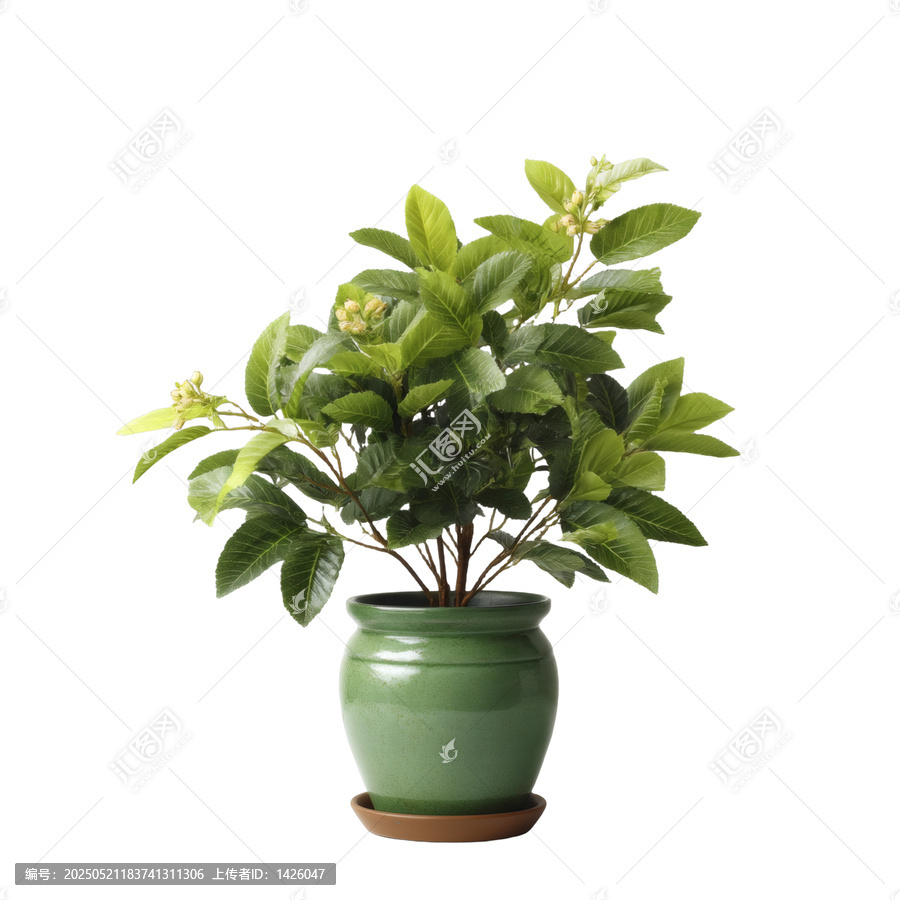 [免摳素材]綠植盆栽白色背景裝飾