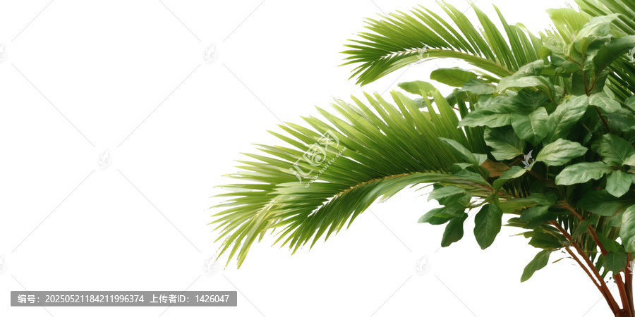 [免摳素材]熱帶棕櫚葉背景圖