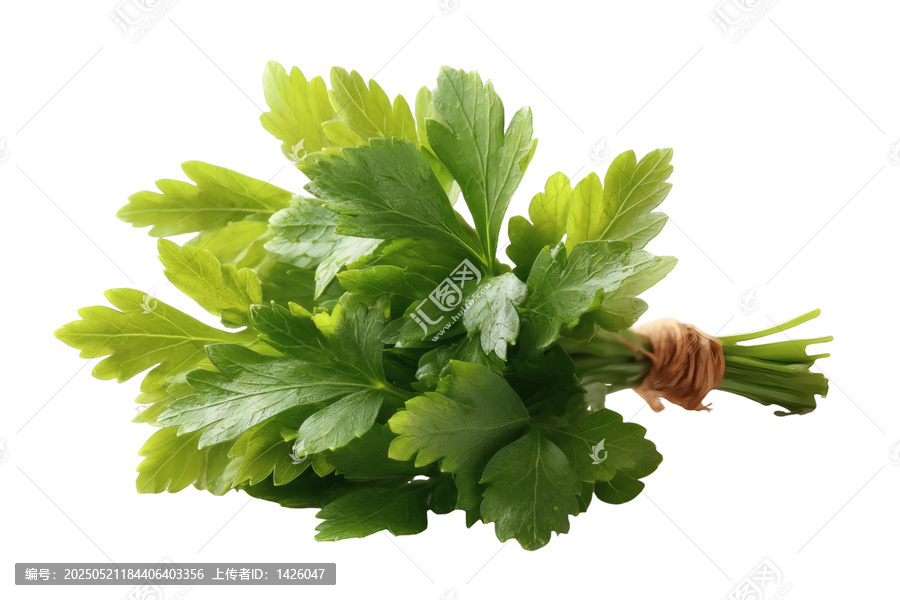 [免摳素材]新鮮香菜束