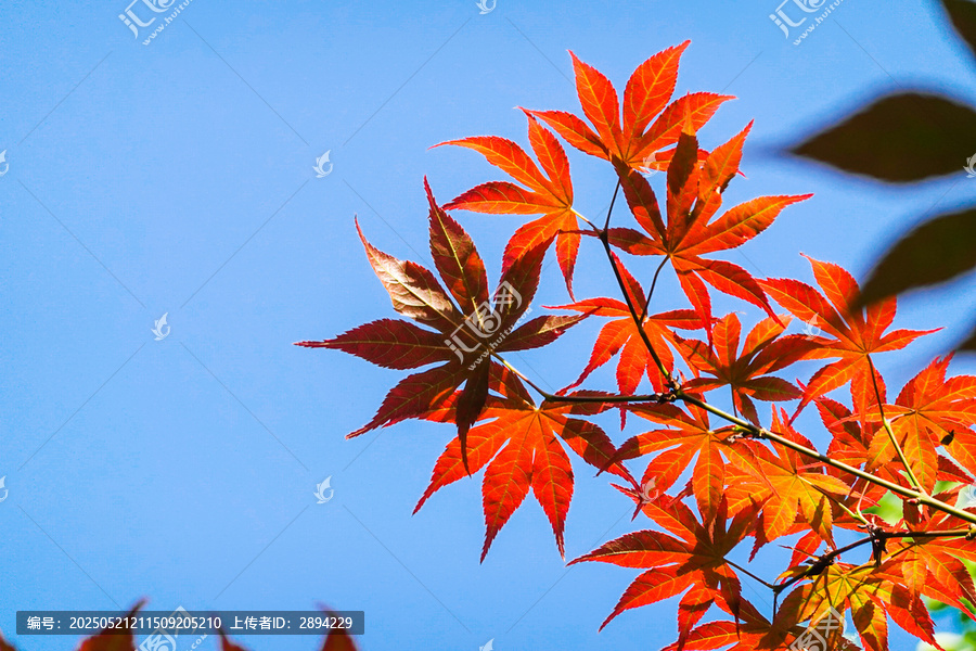 藍天映襯下的艷麗紅楓葉