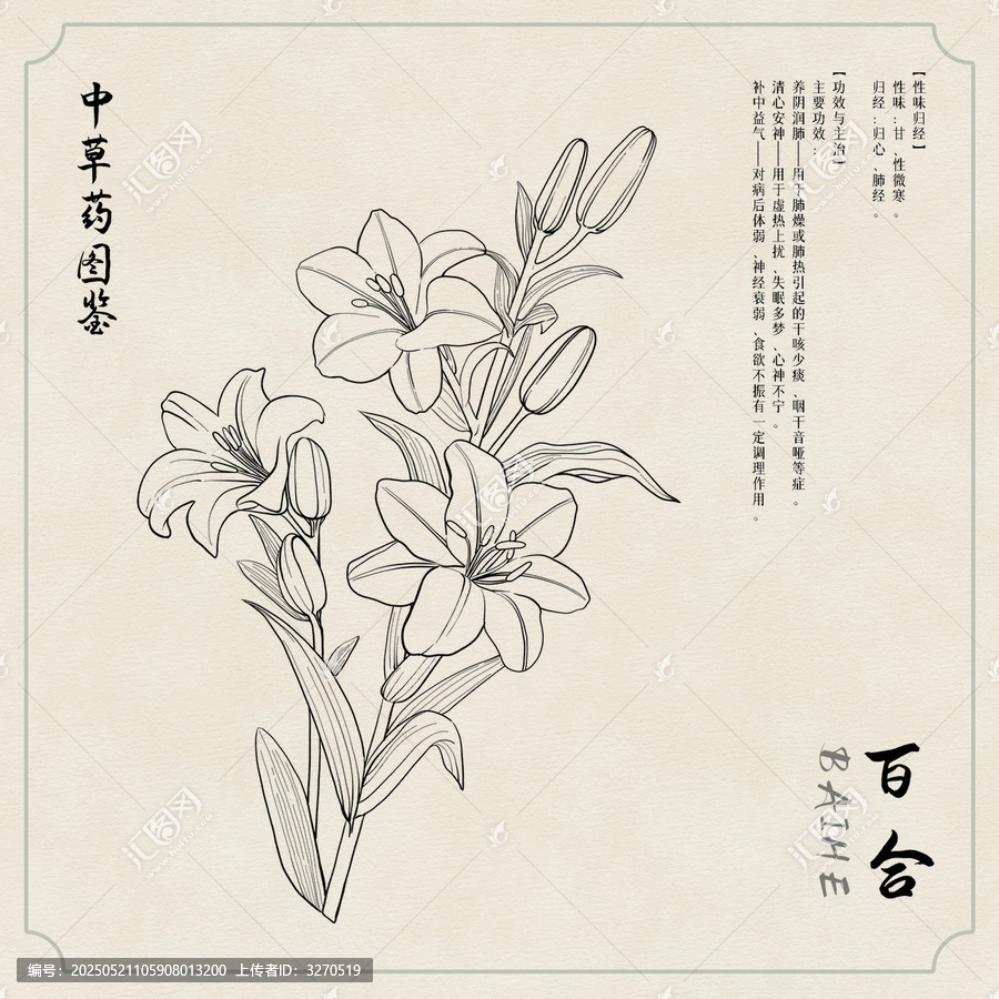 百合草藥插畫圖鑒黑白
