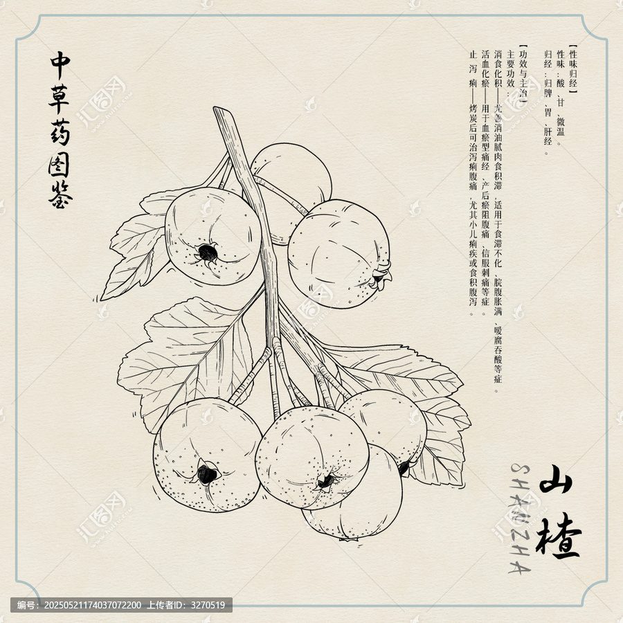 山楂草藥圖鑒黑白插畫