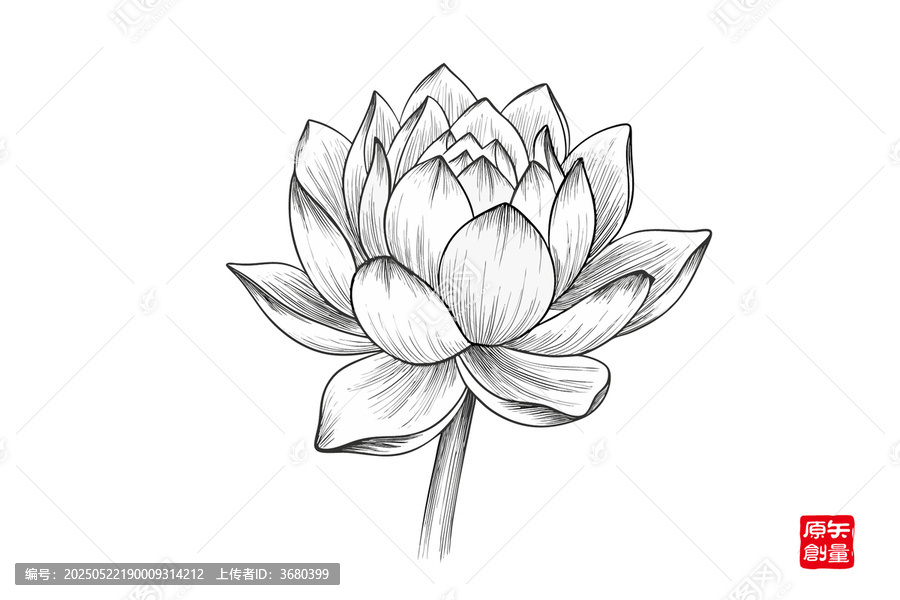 手繪線條風(fēng)盛開的蓮花