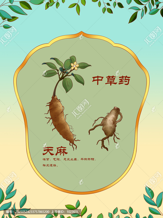 中草藥插圖主題天麻